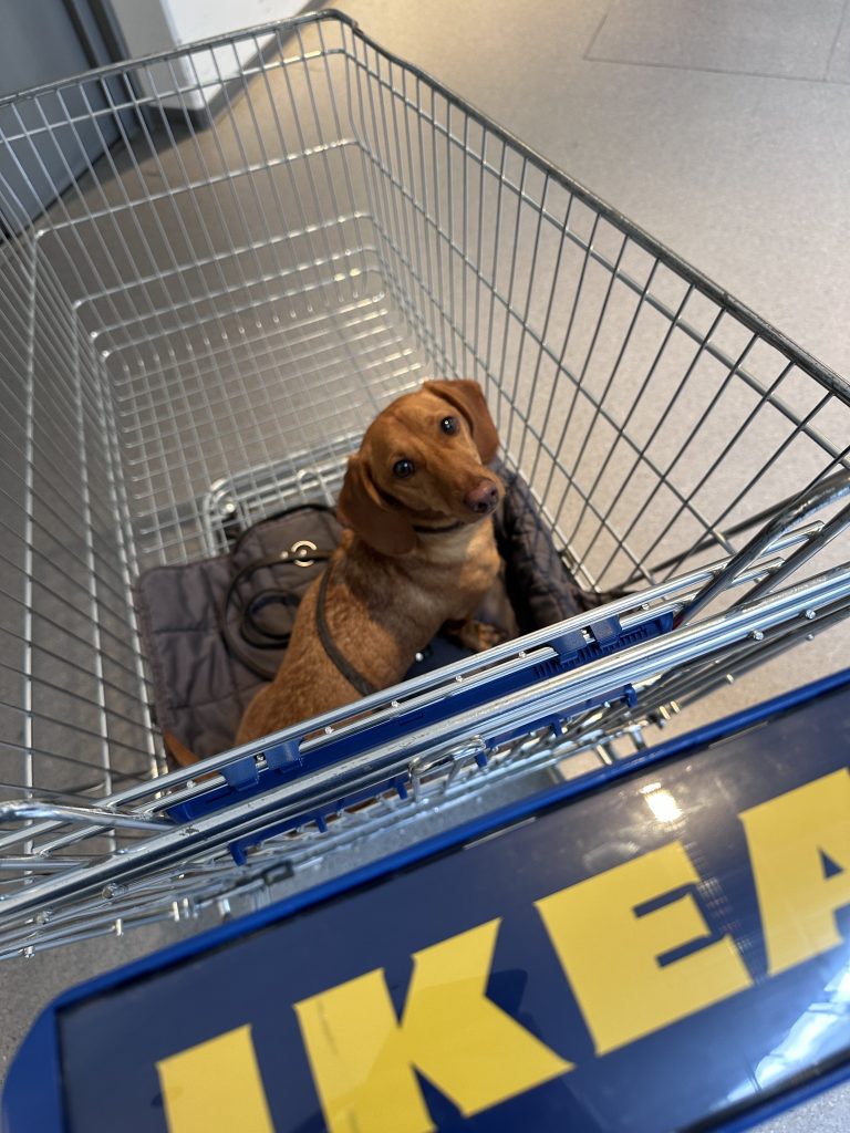 Hunde bei Ikea